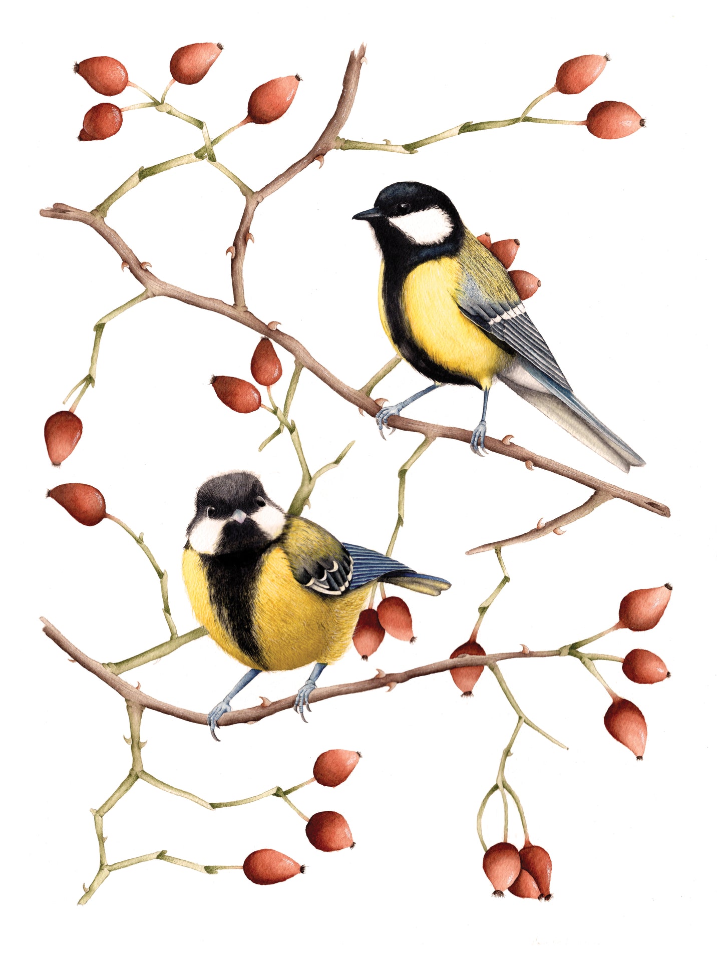 Great tits surrounded by rosehips